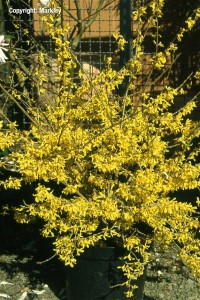 Forsythia 'Maree d'Or'