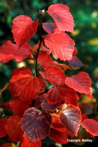 Fothergilla gardenii