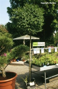 Fraxinus ornus 'Meczek'