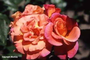 Rosa 'Freisinger MorgenrÃ¶te' -R-