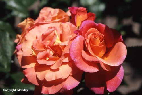 Rosa 'Freisinger MorgenrÃ¶te' -R-