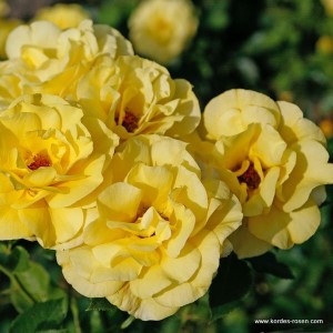 Rosa 'Friesia' -R-