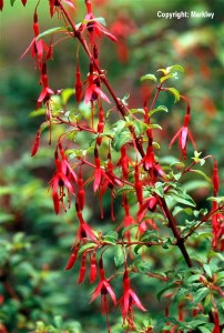 Fuchsia magellanica 'Gracilis'