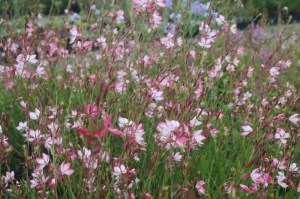 Gaura lindheimerii 'Rosyjane'