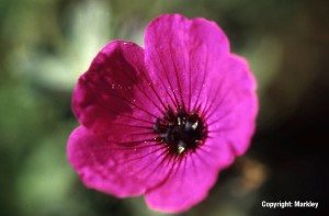 Geranium cinereum ssp. subcaulescens 'Splendens'