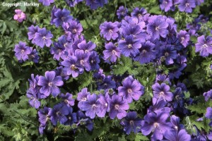 Geranium magnificum