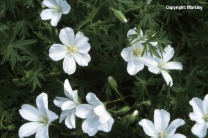 Geranium sanguineum 'Album'
