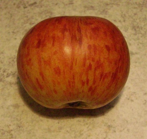 Malus 'Gewürzluiken'