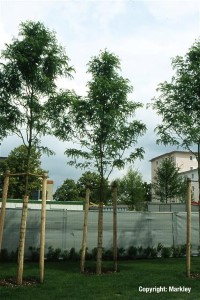 Gleditsia triacanthos 'Skyline'