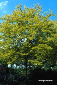 Gleditsia triacanthos 'Sunburst'