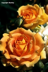 Rosa 'Goldelse' -R-
