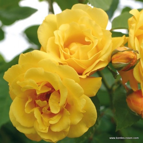 Rosa 'Golden Gate' -R-
