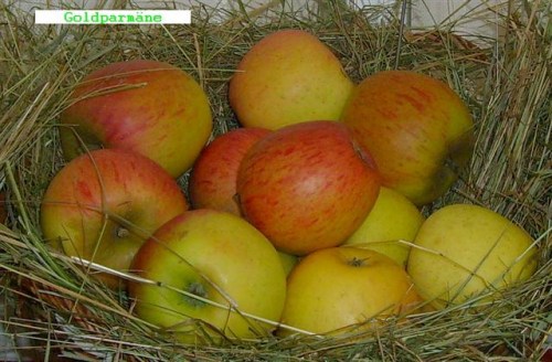 Malus 'Goldparmäne'