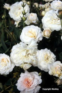 Rosa 'GruÃŸ an Aachen'