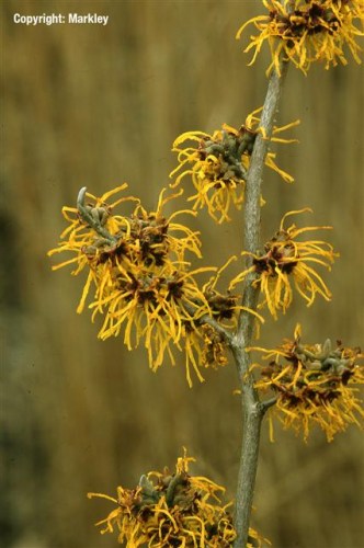 Hamamelis intermedia 'Barmstedt's Gold'
