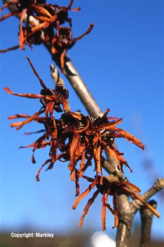 Hamamelis intermedia 'Diane'