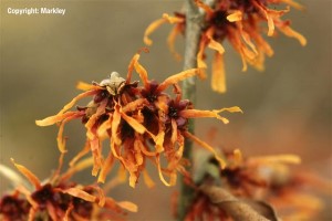 Hamamelis intermedia 'Jelena'