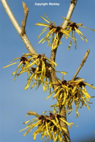 Hamamelis intermedia 'Pallida'