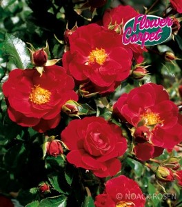 Rosa 'Heidefeuer'  - R -