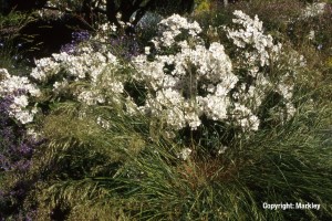 Rosa 'Heidesommer' -R-