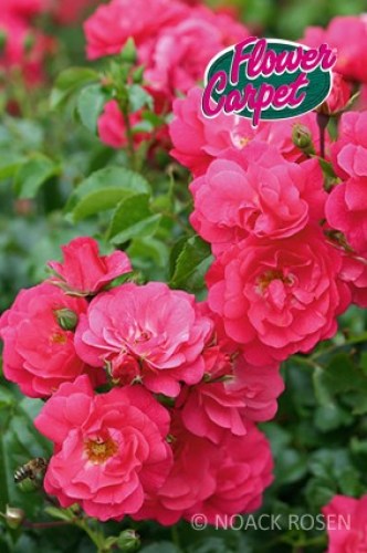 Rosa 'Heidetraum'  - R -
