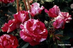 Rosa 'Henri Matisse' -R-