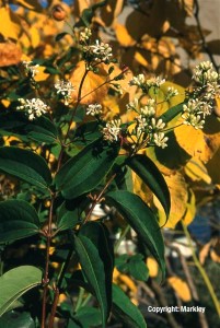 Heptacodium miconioides