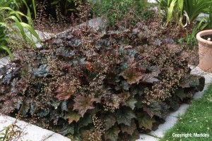 Heuchera 'Palace Purple'
