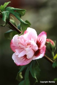 Hibiscus syriacus 'Duc de Brabant'