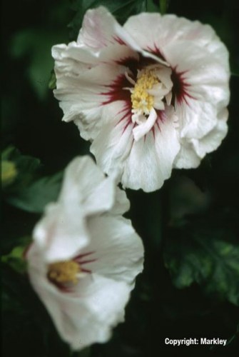 Hibiscus syriacus 'Helene'