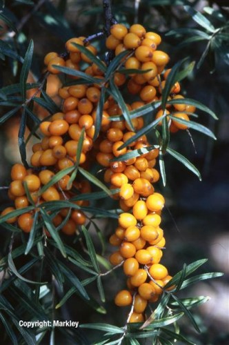 Hippophae rhamnoides 'Leikora'
