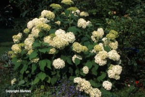 Hydrangea arborescens 'Annabelle'