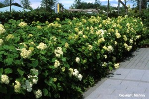 Hydrangea arborescens 'Grandiflora'