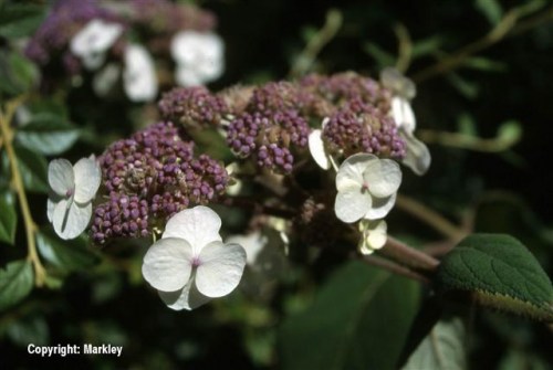 Hydrangea aspera 'Macrophylla'
