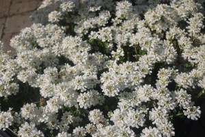 Keine Abbildung zugeordnet 