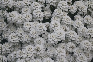 Keine Abbildung zugeordnet 