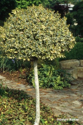Ilex aquifolium 'Silver Queen'