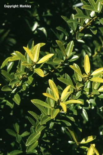 Ilex crenata 'Blondie'