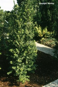 Ilex crenata 'Green Hedge'