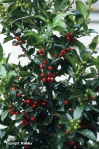 Ilex meserveae 'Blue Maid'