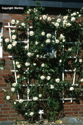 Rosa 'Ilse Krohn Superior' -R-