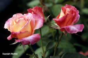 Rosa 'Inspiration' -R-