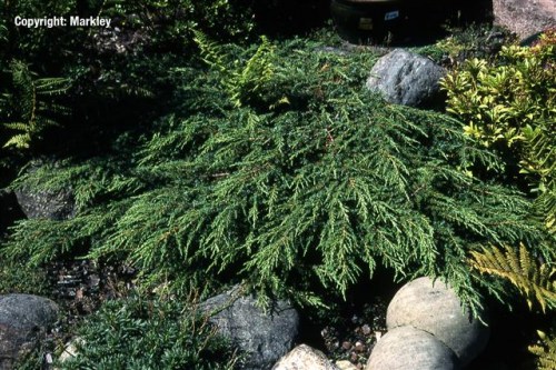 Juniperus communis 'Repanda'