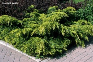 Juniperus media 'Old Gold'