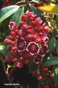 Kalmia latifolia 'Nepomuck'