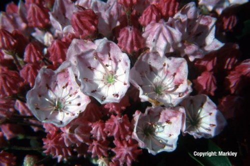 Kalmia latifolia 'Ostbo Red'