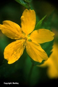 Kerria japonica