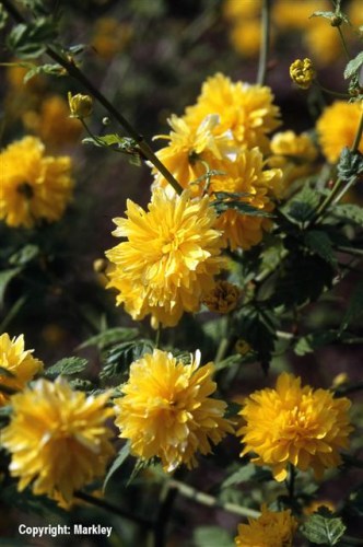 Kerria japonica 'Pleniflora'