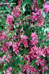 Lespedeza thunbergii