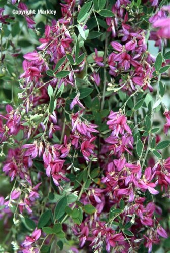 Lespedeza thunbergii